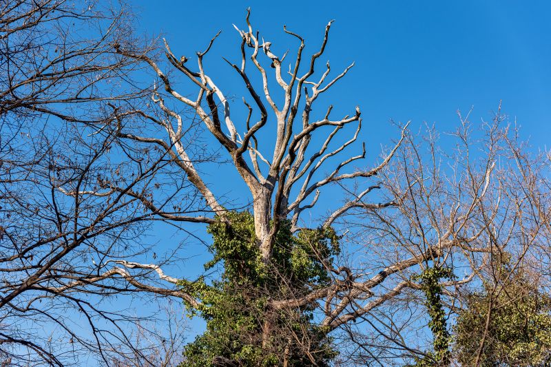 Ivy Removal Service