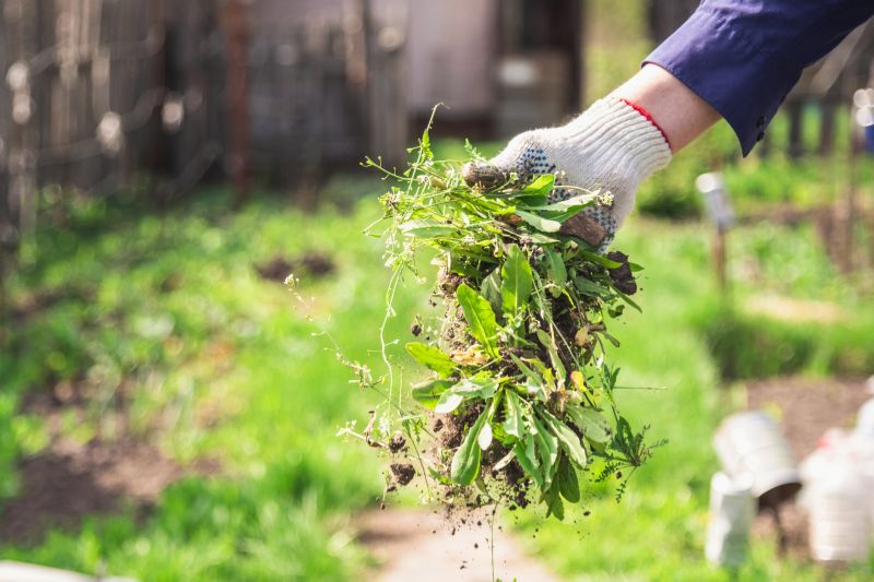 Ivy Removal Service