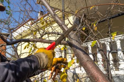 Cedar Tree Pruning in Pottstown, PA