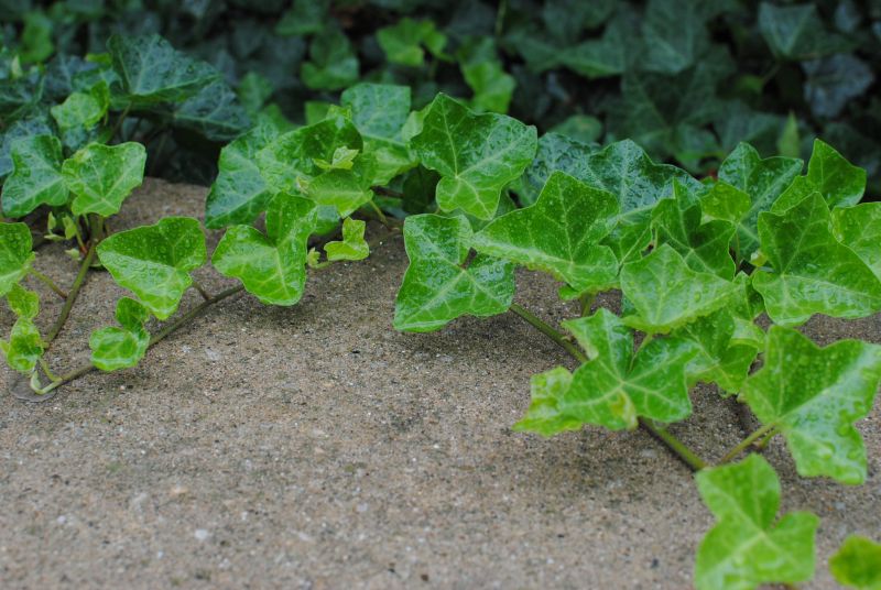 Ivy Removal Service