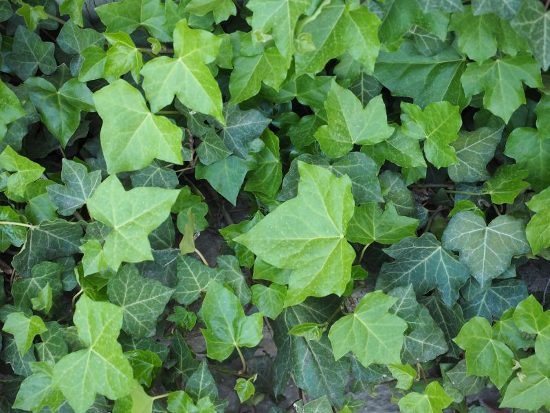 Products For Ivy Removal Service in use