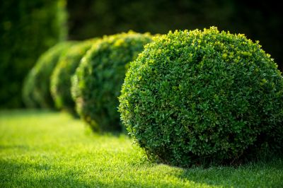 Pruned Bushes with Neat Edges
