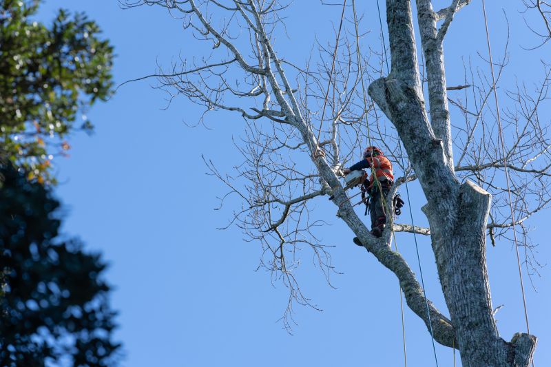 Tree Ivy Removal