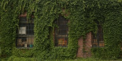 Keep Ivy Under Control with Ivy Removal Service!