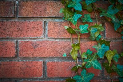Keep Your Property Healthy and Beautiful with Ivy Removal Service!