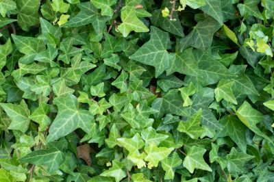 Protect Your Home with Ivy Removal Service!